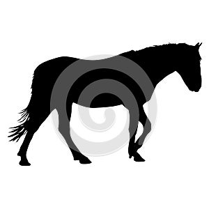 Silhouette of black mustang horse vector illustration