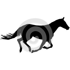 silhouette of black mustang horse on a white background