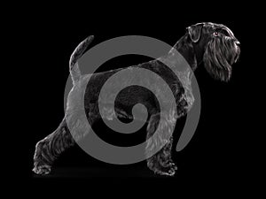Silhouette of black schnauzer dog
