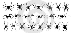 Silhouette of black spider.