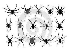 Silhouette of black spider.