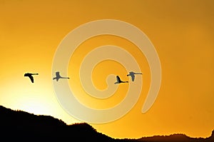 Silhouette black swans flying in clear cloudless sunset sky