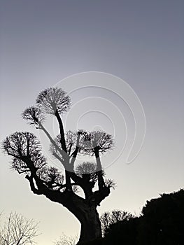 Silhouette black tree without leaves against the gray sky. Monochrome photo.