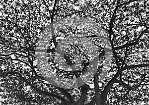 Silhouette Black and White Tree