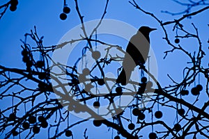 Silhouette of a Blackbird
