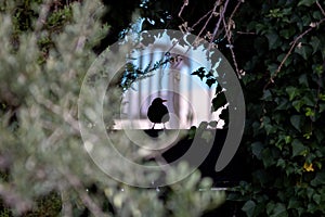 Silhouette of a blackbird (merula tordus) sitting on a garden gate