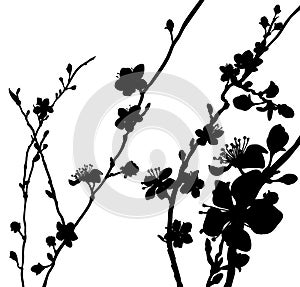 Silhouette Blossom Flowers Background Pattern