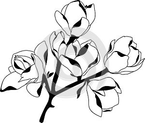 Silhouette blossoming magnolia, black on white background