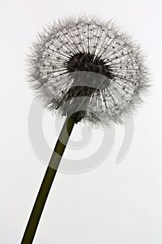 Silhouette of blowball