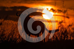 Silhouette of blue wildebeest standing at sunset