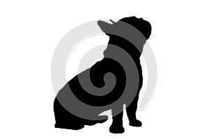 Silhouette of the body of a French bulldog sitting on the side