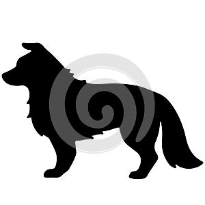 Silhouette of Border Collie dog Idle pose