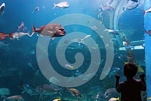 Silhouette of a boy in front of an aquarium