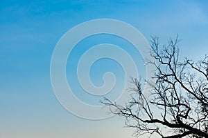 Silhouette of branch in the corner against blue sky background.