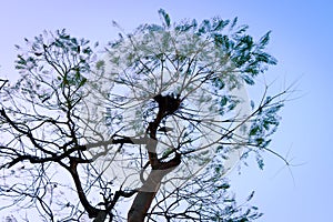 Silhouette branch plant part of a tall high deciduous tree in forest woodland backgrounds. Nature photography. Abstract outline