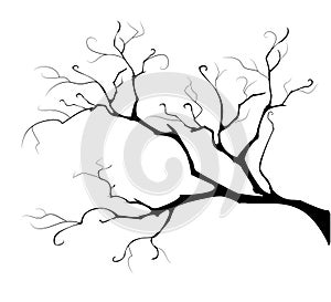 Silhouette of the branch tree