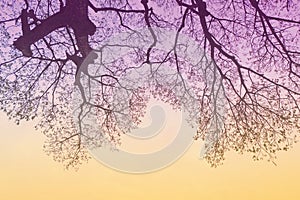 Silhouette branch tree fantasy wallpaper