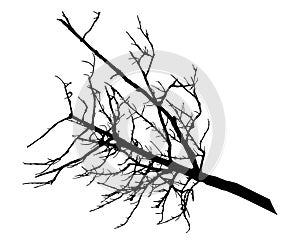 Silhouette of branch tree without leaves, isolated on white background. Vector illustration