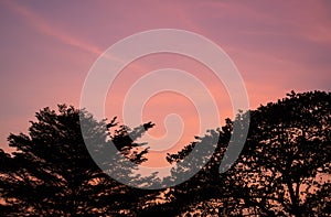 The silhouette of branch two tree in sunset