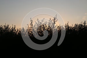 Silhouette of a branch of willow leaves against the background of an orange sunset