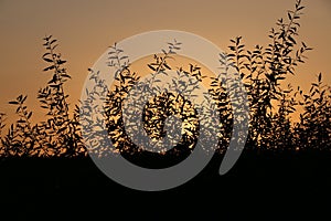 Silhouette of a branch of willow leaves against the background of an orange sunset