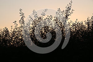 Silhouette of a branch of willow leaves against the background of an orange sunset