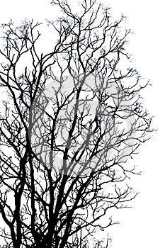 Silhouette Branches