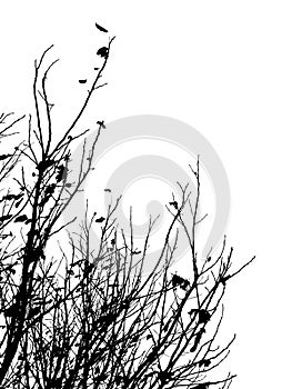 Silhouette of branches