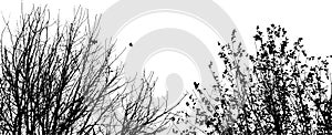 Silhouette of branches