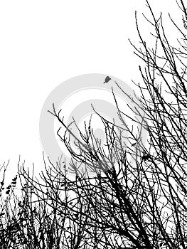 Silhouette of branches