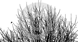Silhouette of branches