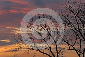 Silhouette branches of a big tree on a twilight background