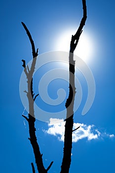 Silhouette branches in black blue white