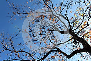 Silhouette of branches and blooming gingko leaves