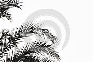 Silhouette of branches of coconut palms trees on the white background.