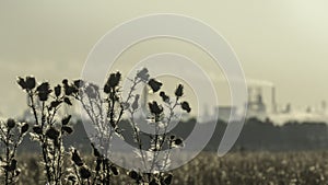 Silhouette of branches of a dry thistle bush against the background of an industrial landscape