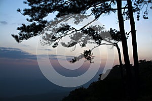 Silhouette branches of pine tree