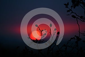 Silhouette of branches and the setting sun with dark colors perfect harmony of a tree  and the sun during sunset