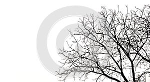 Silhouette of branches tree isolated on white background and have copy space