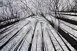 Silhouette of Branches of Trees