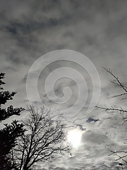 Silhouette of the branches of the trees on the background of the cloudy sky