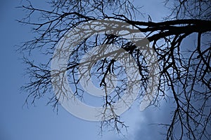 silhouette of a branchy tree without leaves on a dark blue sky background