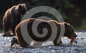 Silhouette of brown bear with fish. Brown bear walking on the river and fishing, the sockeye salmon caught.  Natural habitat.