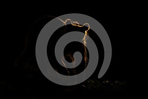 Silhouette of brown bear standing in darkness with backlit