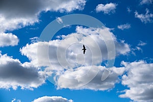 Silhouette of Brown Pelican Against Cloud and Blue Sky
