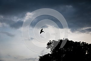 Silhouette of a brown pelican landing on a tree - Panama City, Panama