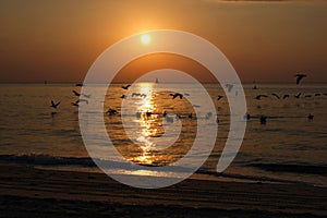 Brown Pelican silhouette