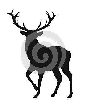 Silhouette of the buck photo