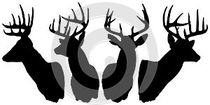 Silhouette of bucks