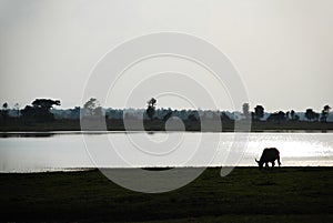 Silhouette of a buffalo eating in field near river